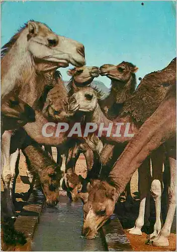 Cartes postales moderne Bons Baisers de Tunisie