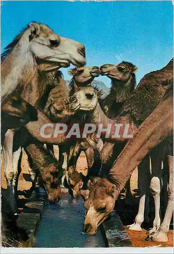 Cartes postales moderne Bons Baisers de Tunisie