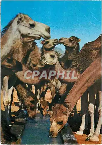 Cartes postales moderne Bons Baisers de Tunisie
