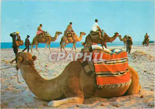 Cartes postales moderne Plage Tunisienne La Promenade en Chameau