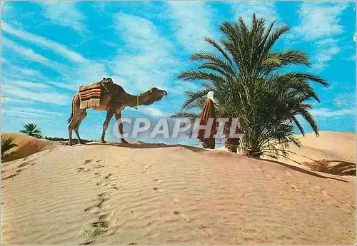 Moderne Karte Sud Tunisien Le Desert