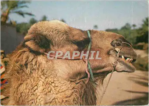 Cartes postales moderne Douz Tunisie Le Chameau