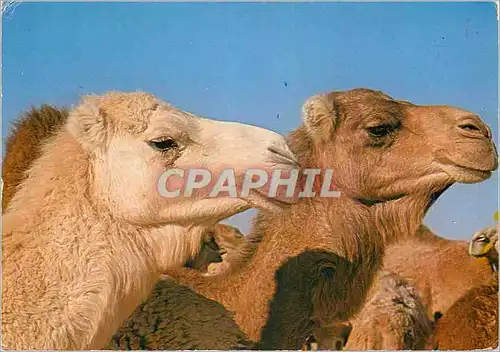 Cartes postales moderne Sud Tunisien Le Blond et le Brun