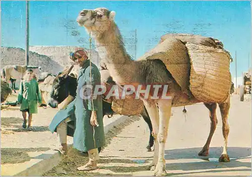 Cartes postales moderne Sud Tunisien Un Chamelier