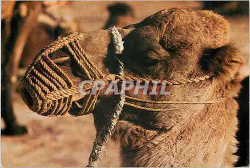 Moderne Karte Un Chameau Tunisien