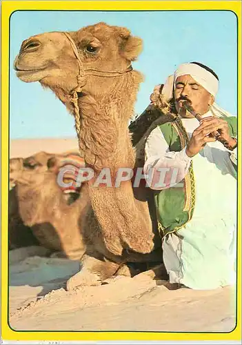 Cartes postales moderne Tunisie Melocamel