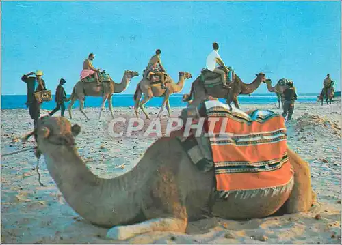 Cartes postales moderne Plage Tunisienne La Promenade en Chameau