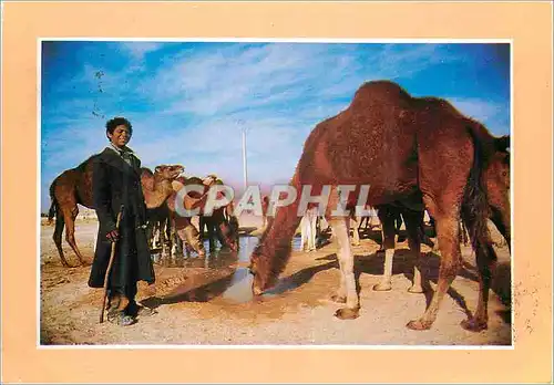 Cartes postales moderne Sud Tunisien Charme et Douceur de la Tunisie Halte des Chameaux