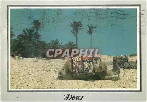 Cartes postales moderne Repos du Chameau