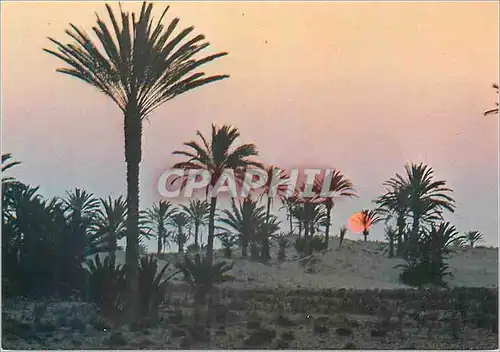 Cartes postales moderne Tunisie Coucher du Soleil