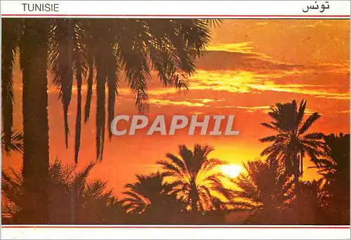 Cartes postales moderne Coucher du Soleil sur l'Oasis