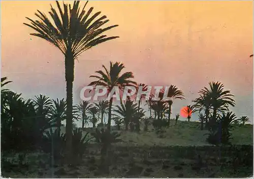 Cartes postales moderne Tunisie Coucher du Soleil