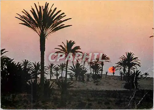 Cartes postales moderne Tunisie Coucher du Soleil