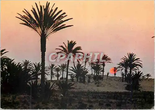 Cartes postales moderne Tunisie Coucher du Soleil