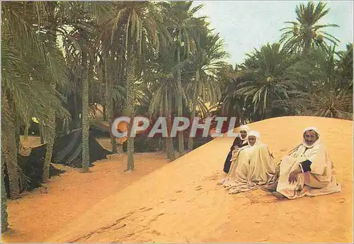 Cartes postales moderne Douz Une Oasis du Desert