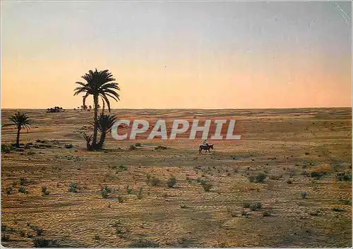 Moderne Karte Douz (Tunisie) Sahara au Coucher du Soleil