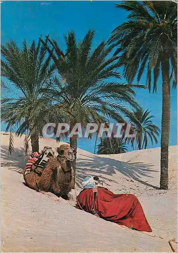 Cartes postales moderne Douz (Tunisie) Le Repos du Chamelier