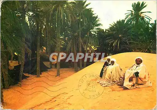 Cartes postales moderne Douz Tunisie Une Oasis du Desert