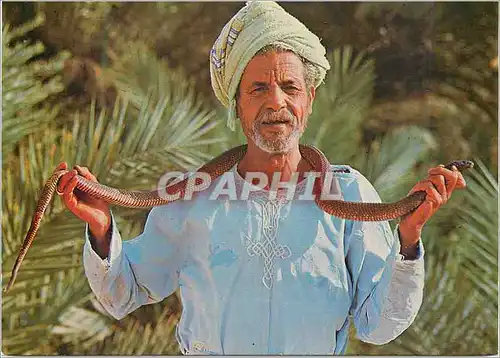 Cartes postales moderne Sud tunisien Charmeur de Serpents