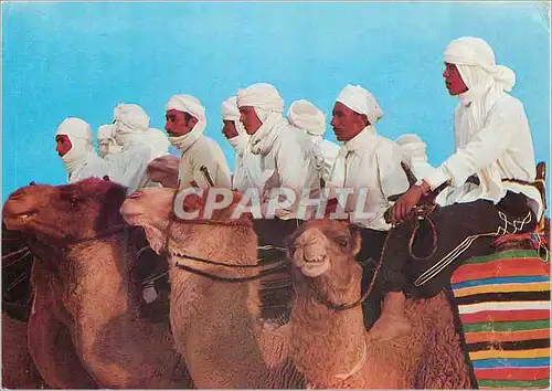 Cartes postales moderne Sud tunisien Meharls