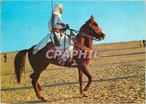 Cartes postales moderne Sud Tunisien Cavalier Harnache