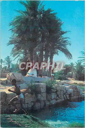 Cartes postales moderne Gabes Oasis
