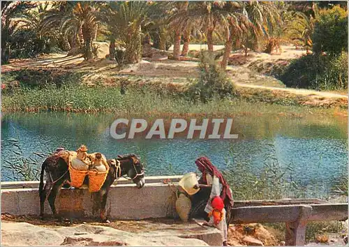 Cartes postales moderne Gabes Oasis