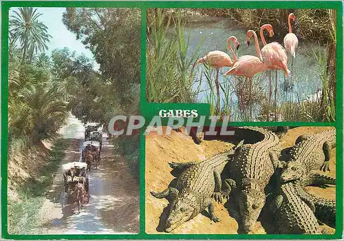 Cartes postales moderne Tunisie Gabes Flamant rose Crocodile