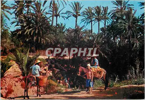 Cartes postales moderne Gabes Les Oasis