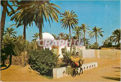 Cartes postales moderne Tunisie Gabes l'Oasis