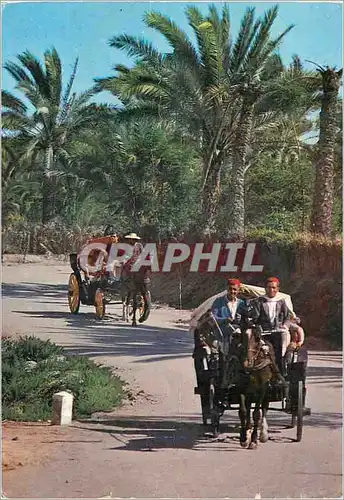Cartes postales moderne Gabes Promenade a travers l'Oasis