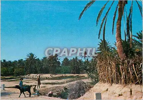 Cartes postales moderne Tunisie Oasis de Gabes