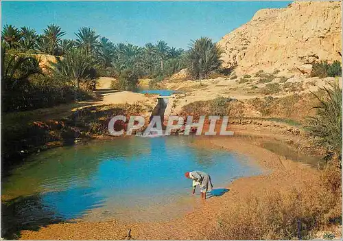 Cartes postales moderne Tunisie Gabes l'Oasis