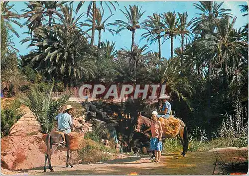 Cartes postales moderne Gabes Les Oasis