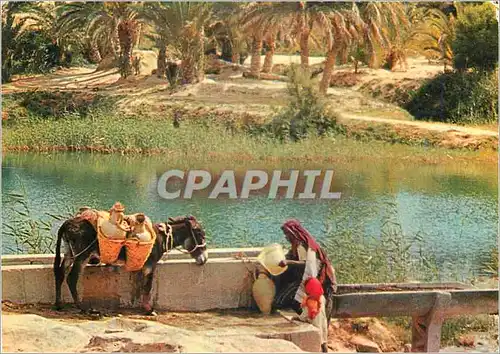 Cartes postales moderne Gabes Tunisie L'Oasis Ane Donkey