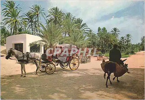 Cartes postales moderne Gabes Le Cafe de la Cascade Ane Donkey