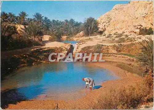 Cartes postales moderne Gabes Tunisie L'Oasis