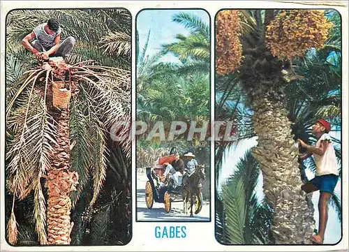 Cartes postales moderne Gabes