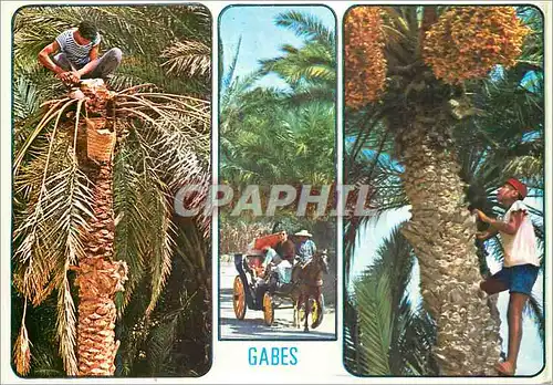Cartes postales moderne Gabes