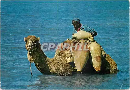 Moderne Karte Djerba Ce n est pas la mer a boire Chameau