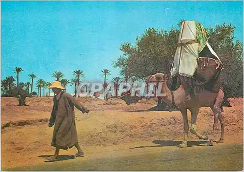 Cartes postales moderne Ile de Djerba La Johfa Chameau