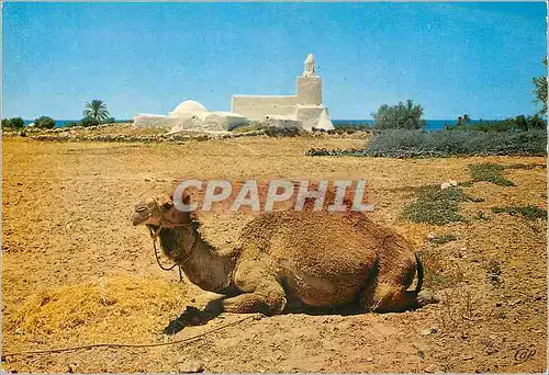 Cartes postales moderne Ile de Djerba Tunisie Une Mosquee