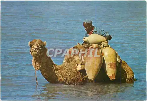 Cartes postales moderne Jerba Ce n'est pas la mer a boire Chameau