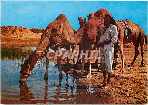 Cartes postales moderne Ile de Djerba sur la route du Diorf Chameaux