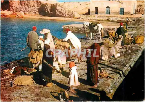 Cartes postales moderne Ile de Djerba En attendant le passeur Chameau