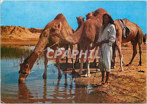 Cartes postales moderne Ile de Djerba sur la route du Diorf