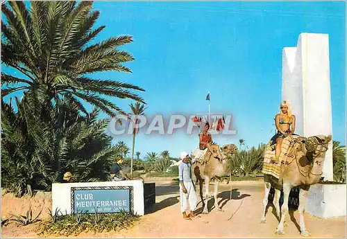 Cartes postales moderne L'Entree du Club Mediterranee Djerba Tunisie Chameau