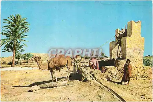 Cartes postales moderne Tunisie Jerba Un puits