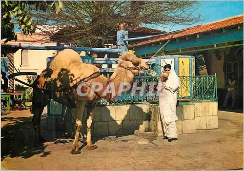 Cartes postales moderne Tunisie La Marsa Cafe Chameau