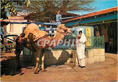 Cartes postales moderne Tunisie La Marsa Cafe Saf Saf Chameau